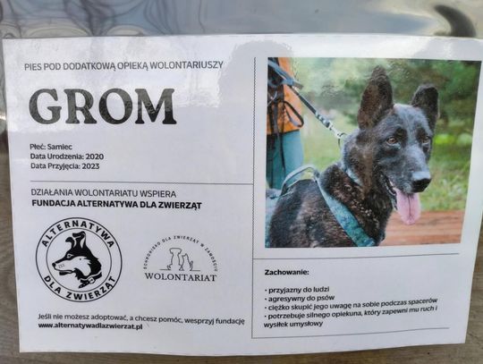 Zamość: Psy ze schroniska czekają na nowy dom - galeria zdjęć