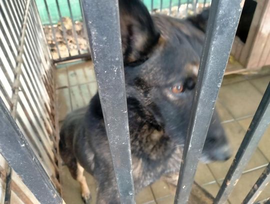 Zamość: Psy ze schroniska czekają na nowy dom - galeria zdjęć