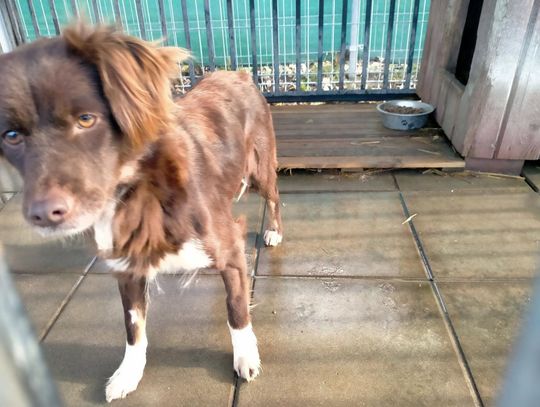 Zamość: Psy ze schroniska czekają na nowy dom - galeria zdjęć