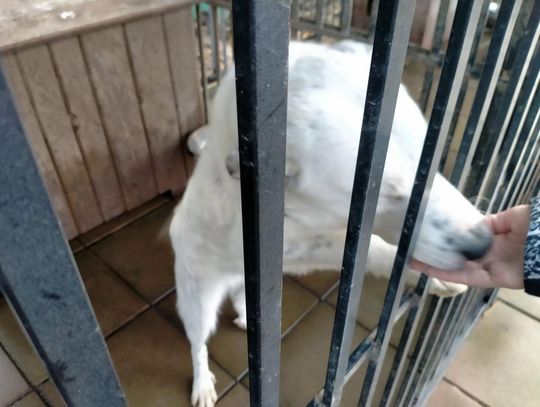 Zamość: Psy ze schroniska czekają na nowy dom - galeria zdjęć