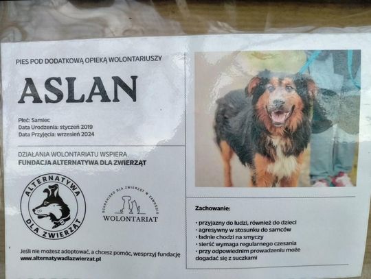 Zamość: Psy ze schroniska czekają na nowy dom - galeria zdjęć