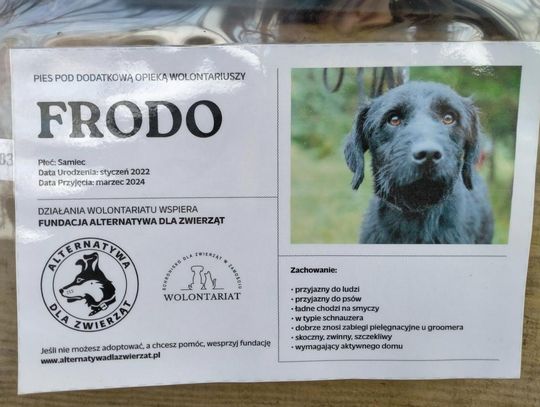 Zamość: Psy ze schroniska czekają na nowy dom - galeria zdjęć