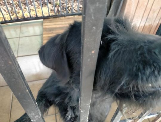 Zamość: Psy ze schroniska czekają na nowy dom - galeria zdjęć