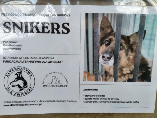 Zamość: Psy ze schroniska czekają na nowy dom - galeria zdjęć