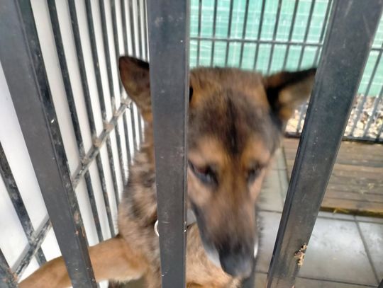 Zamość: Psy ze schroniska czekają na nowy dom - galeria zdjęć