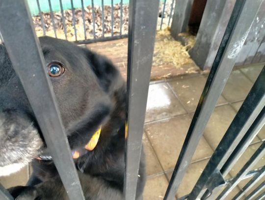 Zamość: Psy ze schroniska czekają na nowy dom - galeria zdjęć