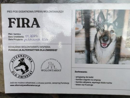 Zamość: Psy ze schroniska czekają na nowy dom - galeria zdjęć