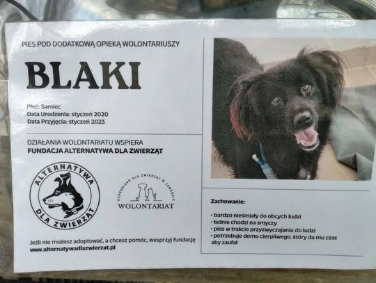 Zamość: Psy ze schroniska czekają na nowy dom - galeria zdjęć