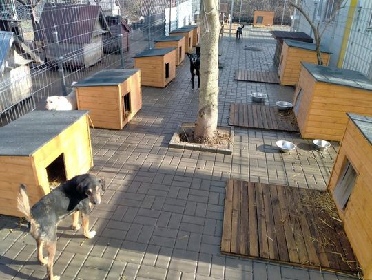 Zamość: Psy ze schroniska czekają na nowy dom - galeria zdjęć