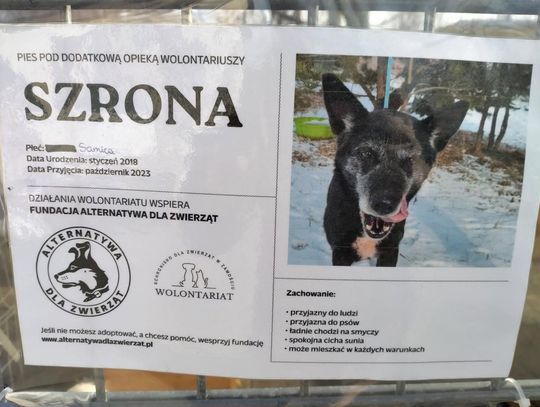 Zamość: Psy ze schroniska czekają na nowy dom - galeria zdjęć