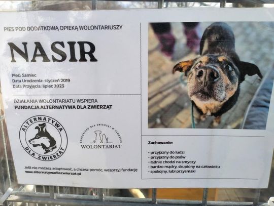 Zamość: Psy ze schroniska czekają na nowy dom - galeria zdjęć