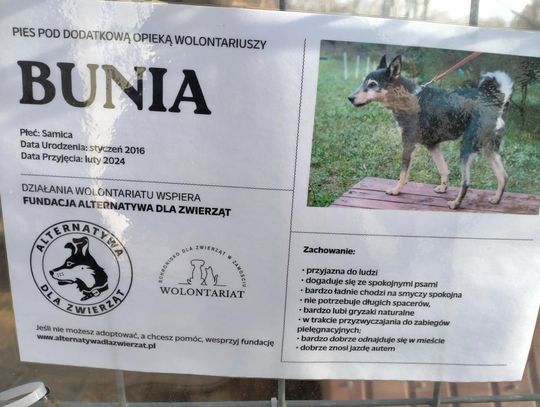 Zamość: Psy ze schroniska czekają na nowy dom - galeria zdjęć