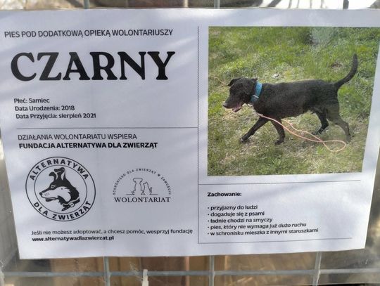 Zamość: Psy ze schroniska czekają na nowy dom - galeria zdjęć
