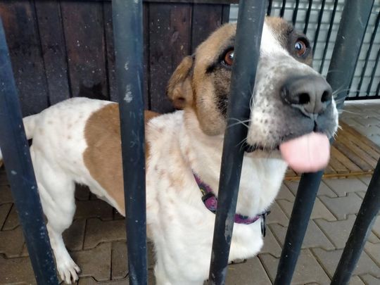 Zamość: Psy ze schroniska czekają na nowy dom - galeria zdjęć