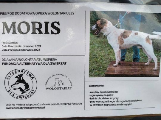 Zamość: Psy ze schroniska czekają na nowy dom - galeria zdjęć