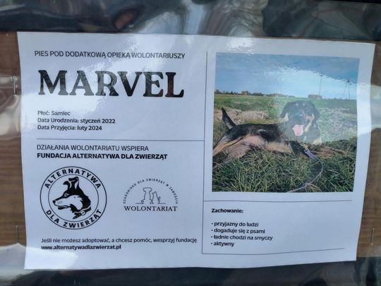 Zamość: Psy ze schroniska czekają na nowy dom - galeria zdjęć