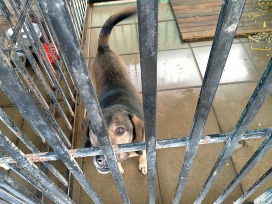 Zamość: Psy ze schroniska czekają na nowy dom - galeria zdjęć