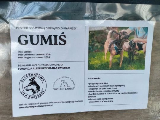 Zamość: Psy ze schroniska czekają na nowy dom - galeria zdjęć