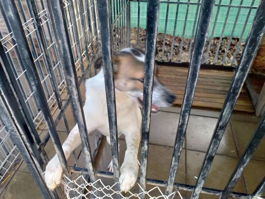 Zamość: Psy ze schroniska czekają na nowy dom - galeria zdjęć