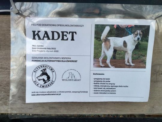 Zamość: Psy ze schroniska czekają na nowy dom - galeria zdjęć