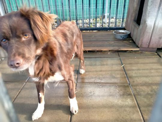 Zamość: Psy ze schroniska czekają na nowy dom - galeria zdjęć