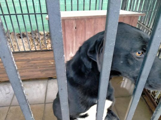 Zamość: Psy ze schroniska czekają na nowy dom - galeria zdjęć