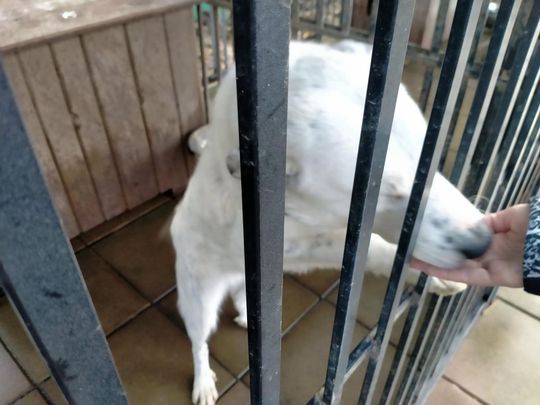 Zamość: Psy ze schroniska czekają na nowy dom - galeria zdjęć