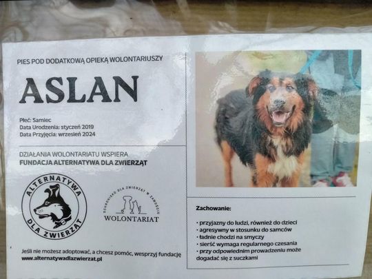 Zamość: Psy ze schroniska czekają na nowy dom - galeria zdjęć