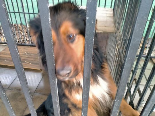 Zamość: Psy ze schroniska czekają na nowy dom - galeria zdjęć