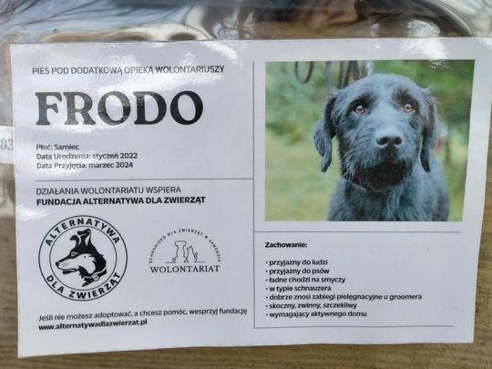 Zamość: Psy ze schroniska czekają na nowy dom - galeria zdjęć