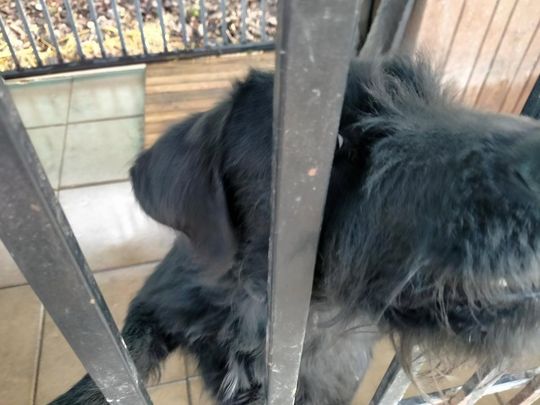 Zamość: Psy ze schroniska czekają na nowy dom - galeria zdjęć