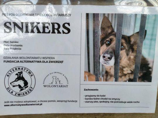 Zamość: Psy ze schroniska czekają na nowy dom - galeria zdjęć