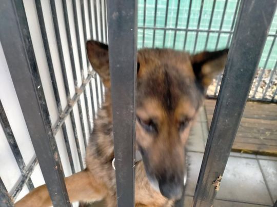 Zamość: Psy ze schroniska czekają na nowy dom - galeria zdjęć