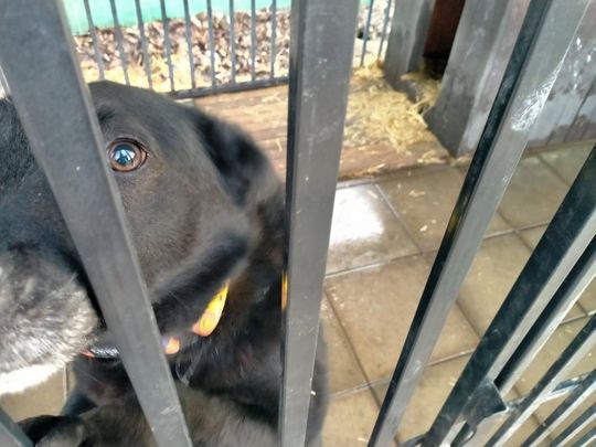 Zamość: Psy ze schroniska czekają na nowy dom - galeria zdjęć