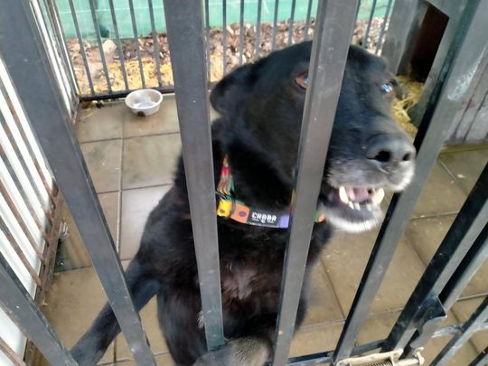 Zamość: Psy ze schroniska czekają na nowy dom - galeria zdjęć