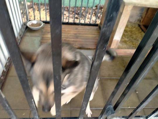 Zamość: Psy ze schroniska czekają na nowy dom - galeria zdjęć