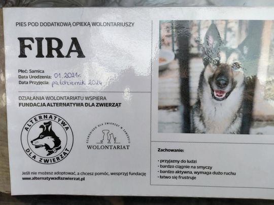 Zamość: Psy ze schroniska czekają na nowy dom - galeria zdjęć