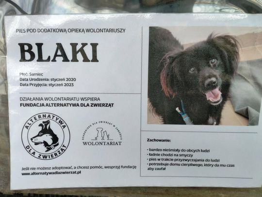 Zamość: Psy ze schroniska czekają na nowy dom - galeria zdjęć