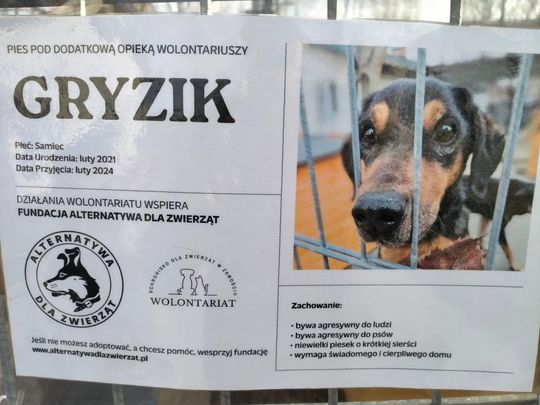 Zamość: Psy ze schroniska czekają na nowy dom - galeria zdjęć