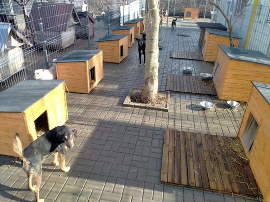 Zamość: Psy ze schroniska czekają na nowy dom - galeria zdjęć