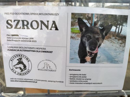 Zamość: Psy ze schroniska czekają na nowy dom - galeria zdjęć