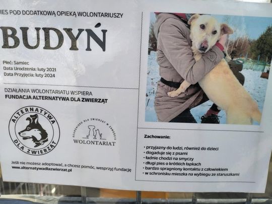 Zamość: Psy ze schroniska czekają na nowy dom - galeria zdjęć