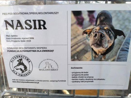 Zamość: Psy ze schroniska czekają na nowy dom - galeria zdjęć