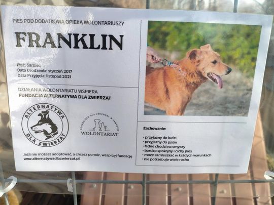 Zamość: Psy ze schroniska czekają na nowy dom - galeria zdjęć