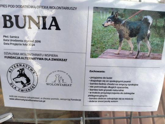 Zamość: Psy ze schroniska czekają na nowy dom - galeria zdjęć