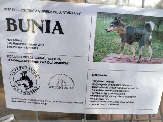 Zamość: Psy ze schroniska czekają na nowy dom - galeria zdjęć