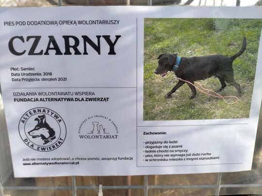 Zamość: Psy ze schroniska czekają na nowy dom - galeria zdjęć