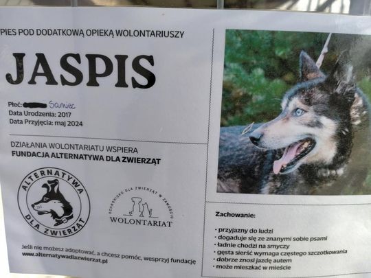 Zamość: Psy ze schroniska czekają na nowy dom - galeria zdjęć