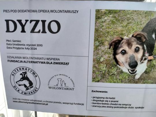 Zamość: Psy ze schroniska czekają na nowy dom - galeria zdjęć