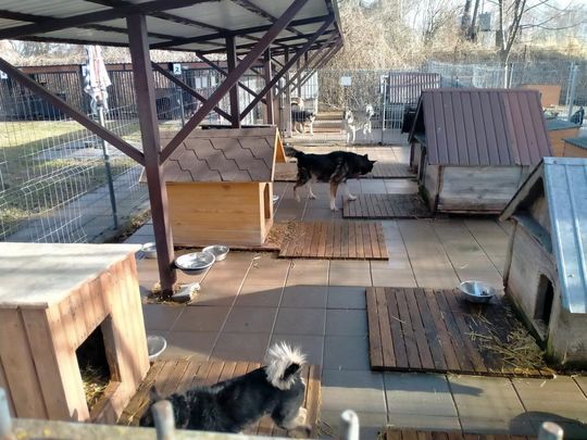 Zamość: Psy ze schroniska czekają na nowy dom - galeria zdjęć